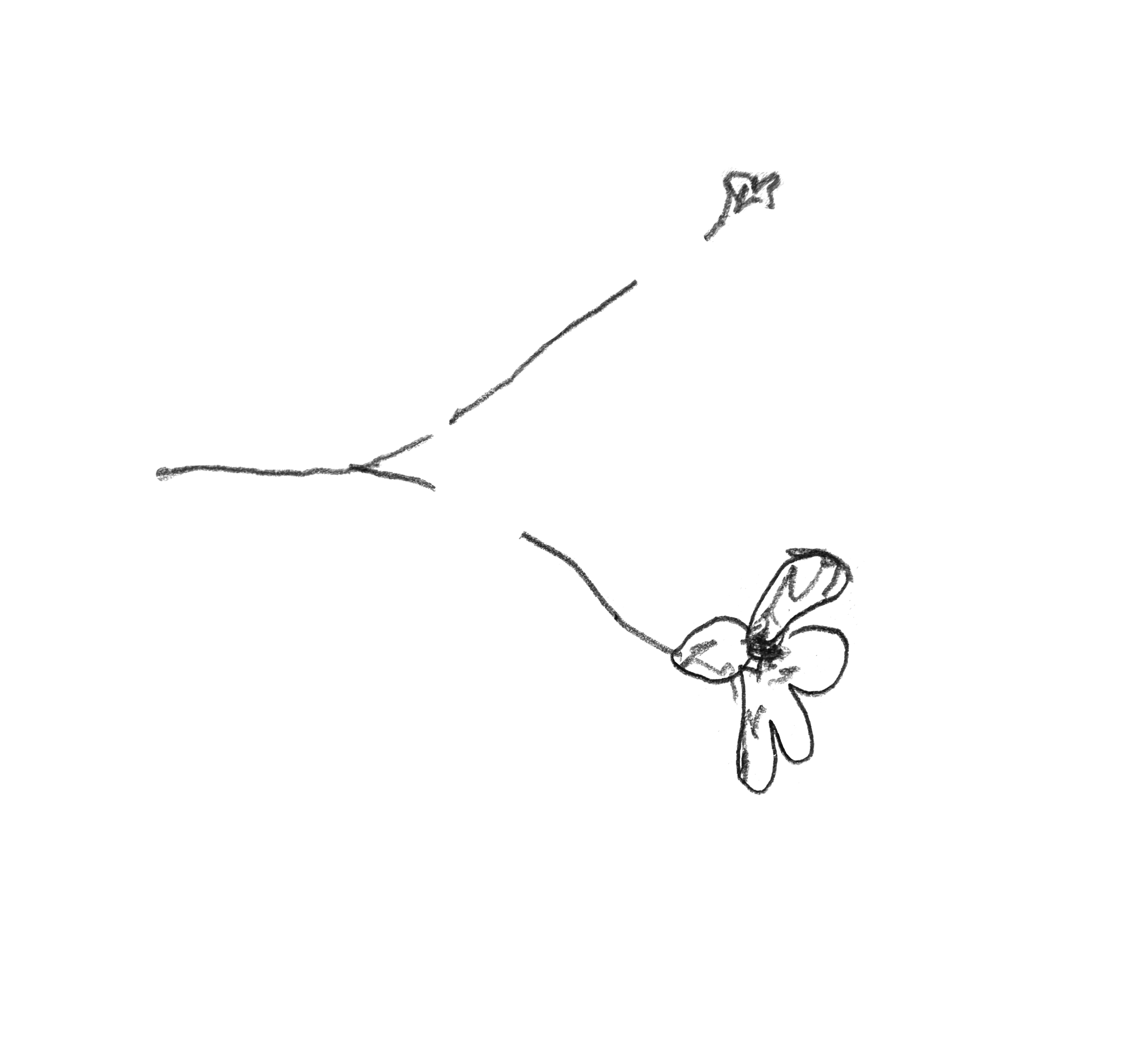 blomst